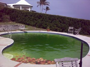 green swimming pool water treatment