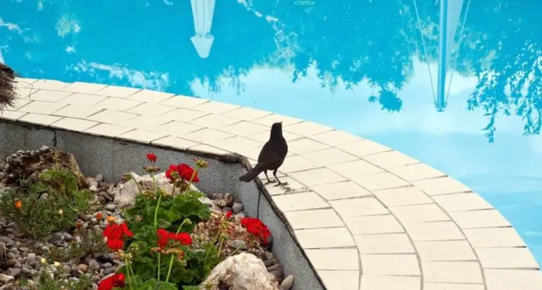 How To Keep Birds Away From Your Pool
