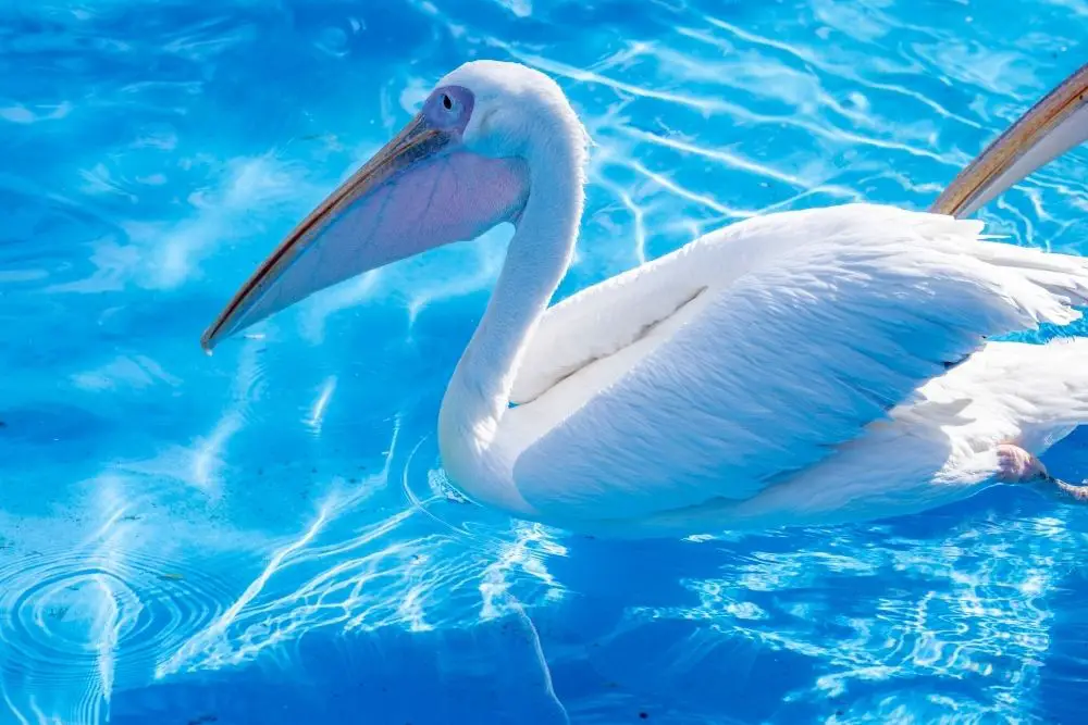 Birds in Swimming Pool