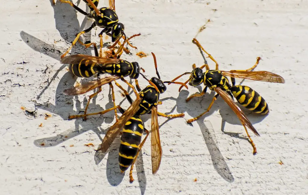 Wasps by Swimming Pool