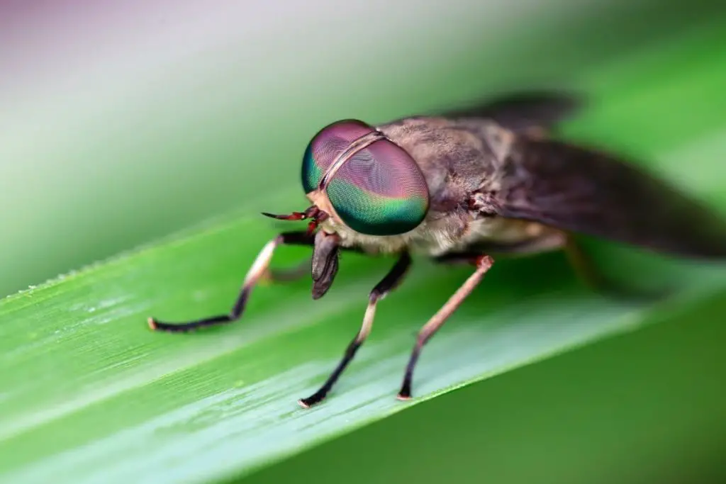 How Can I Solve My Horse Fly Problem?