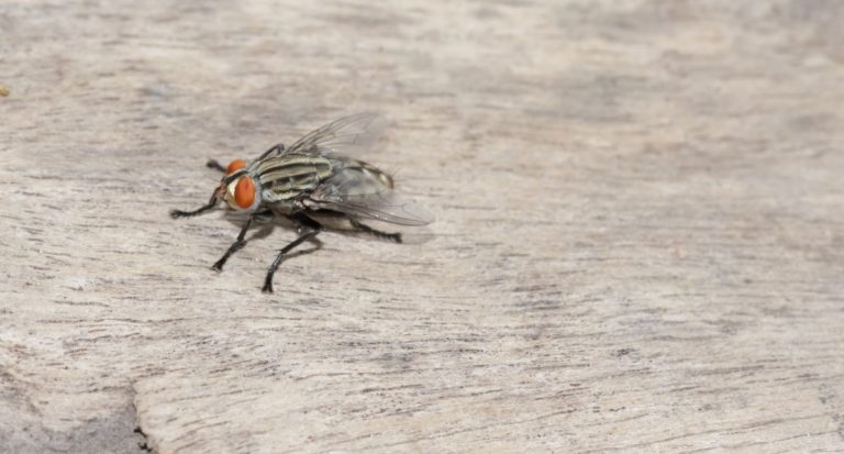 How To Keep Horse Flies Away From Pool