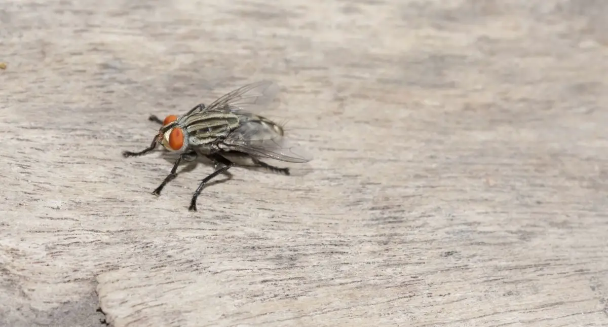 How To Keep Horse Flies Away From Your Pool 3 Easy Solutions