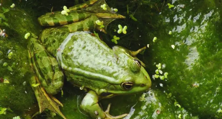 How To Keep Frogs Out of Your Pool
