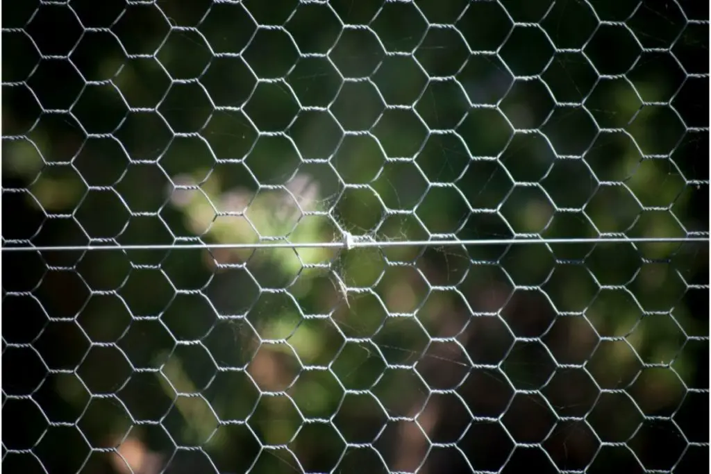 Chicken Wire