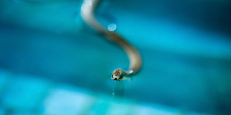 Do Swimming Pools Attract Snakes