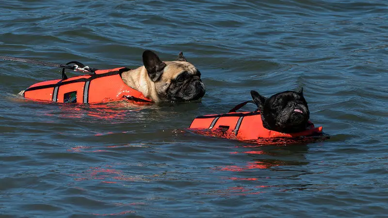 Dogs Learning To Swim