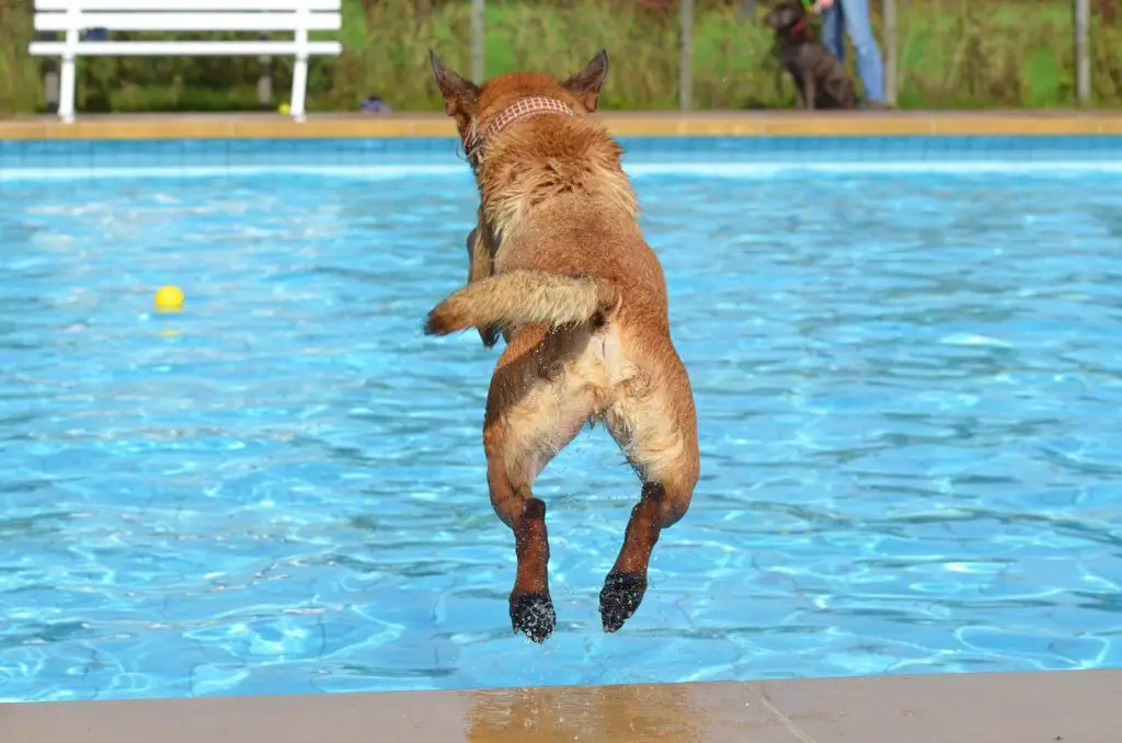Dog in Swimming Pool