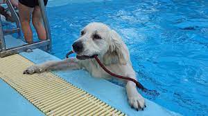 Dog Swimming in Pool