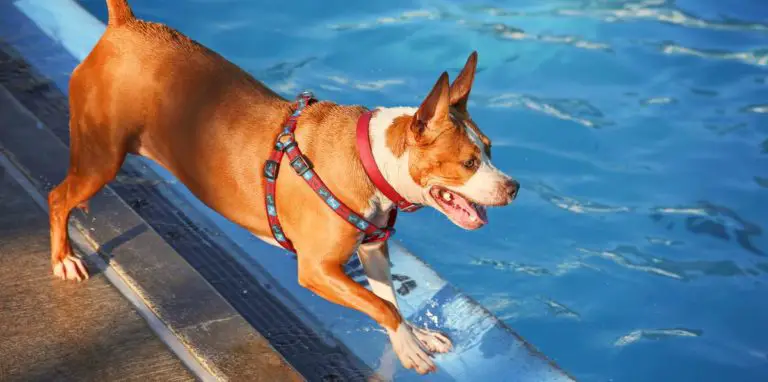The Best Swimming Pools For Dogs: Reviews & Comprehensive Buying Guide