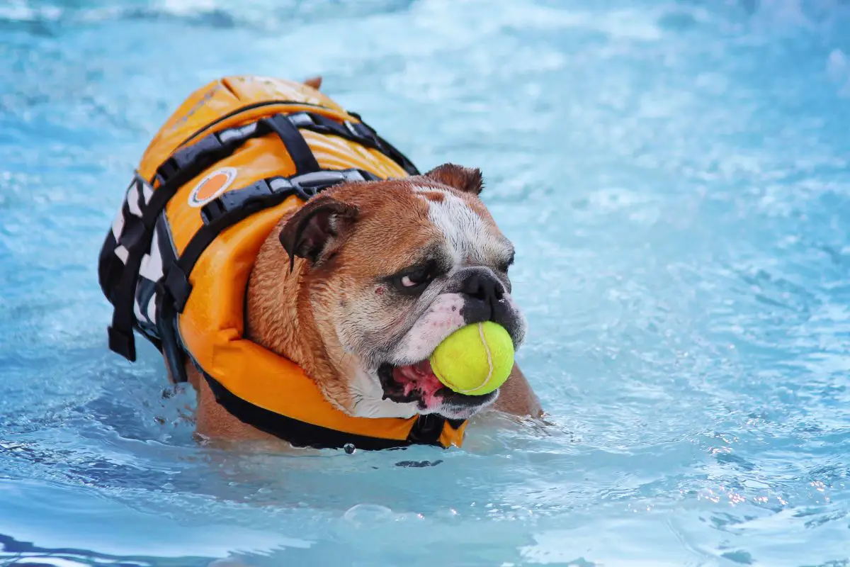 How To Keep Your Dog Safe While Swimming