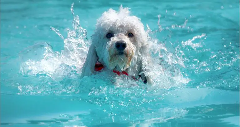 How To Teach Your Dog To Swim In A Pool